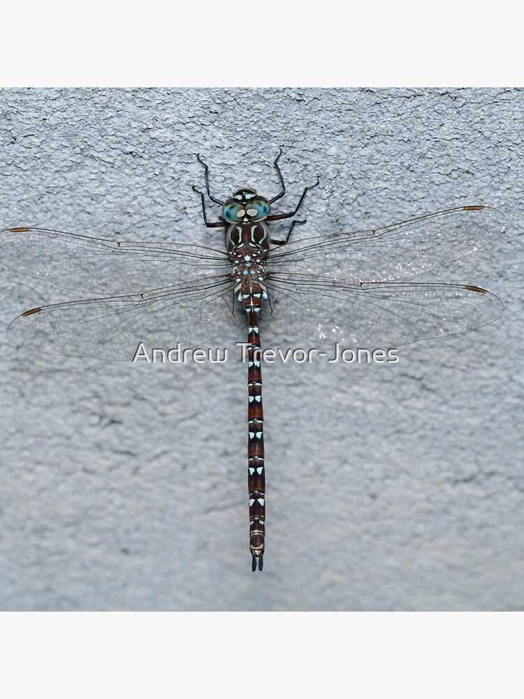 Unicorn Darner Dragonfly by andrewtj