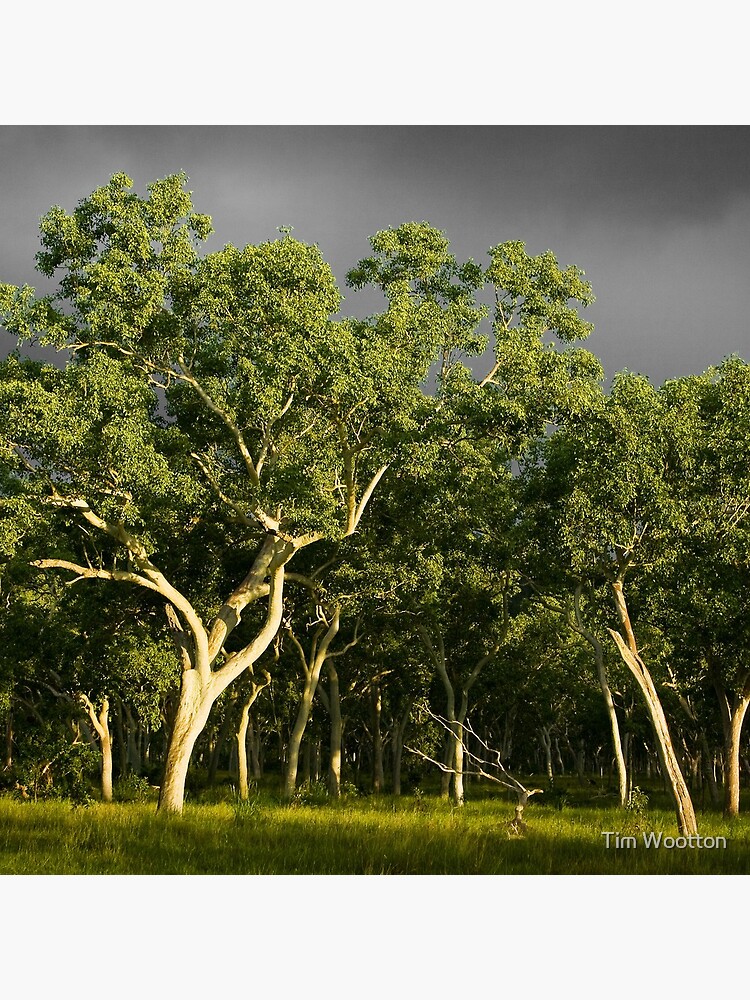 Ghost Gums by wootton60