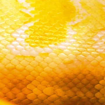 Artwork thumbnail, Python by jofices