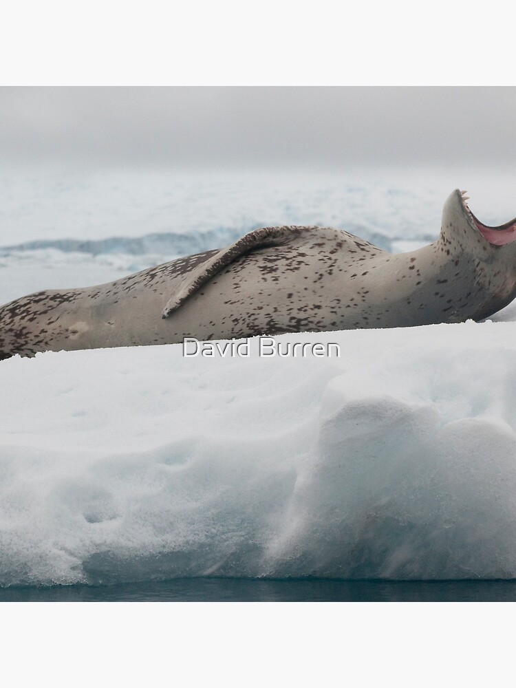 Leopard Seal by DavidBurren