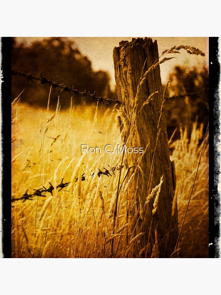 Harvest by ronmoss