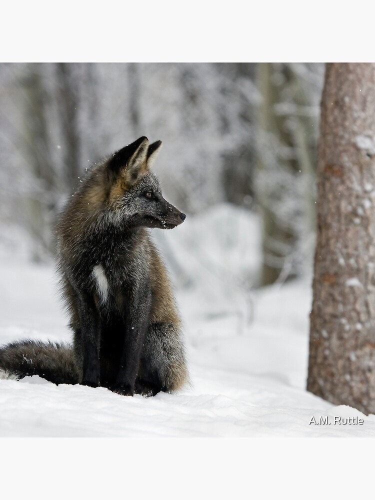 Silver Fox in Snow by annruttle