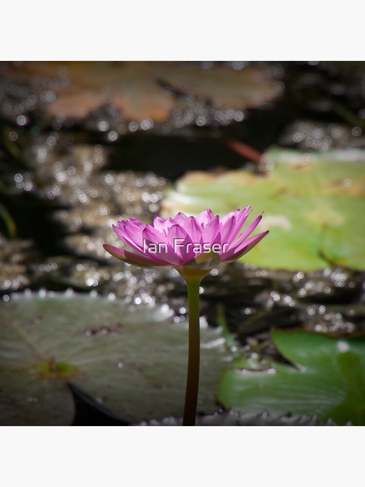 Water Lilly by Mowog