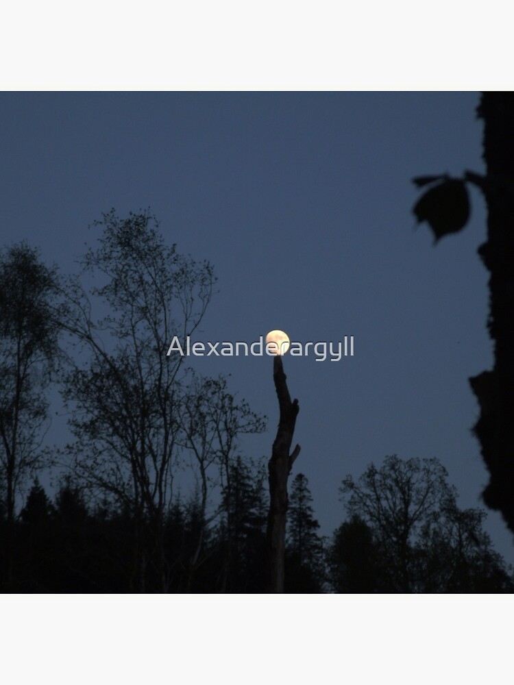 Moontree by Alexanderargyll