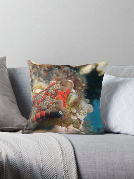 Item preview, Bisquit Star. designed and sold by James Peake Nature Photography..