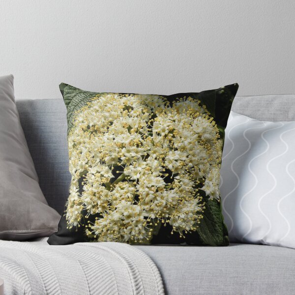 'Leatherleaf Viburnum Flower Cluster' Throw Pillow