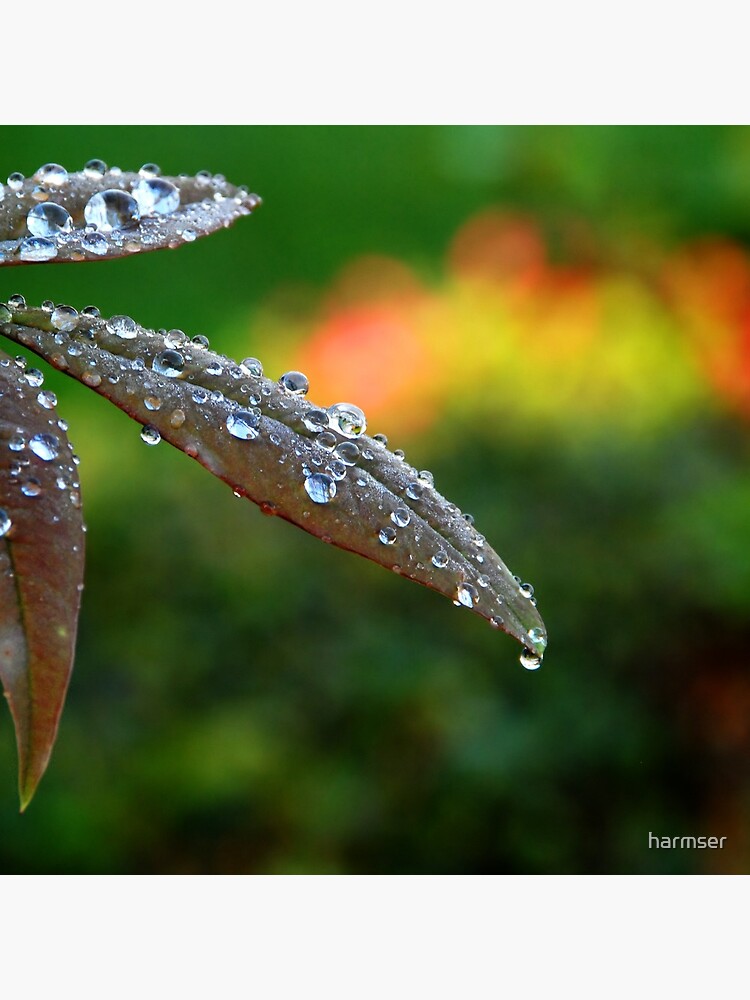 After the Storm by harmser
