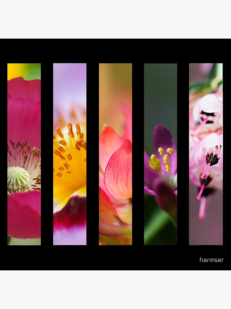 Perennial Bounty by harmser