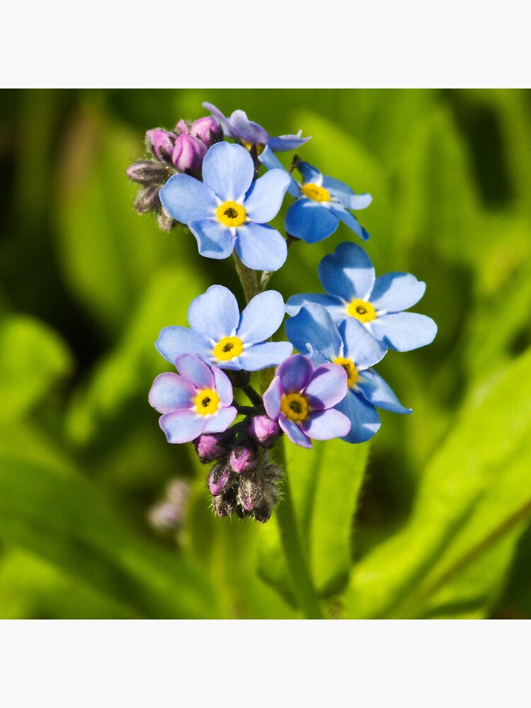 Forget-me-not Flowers (Myosotis arvensis) by SteveChilton