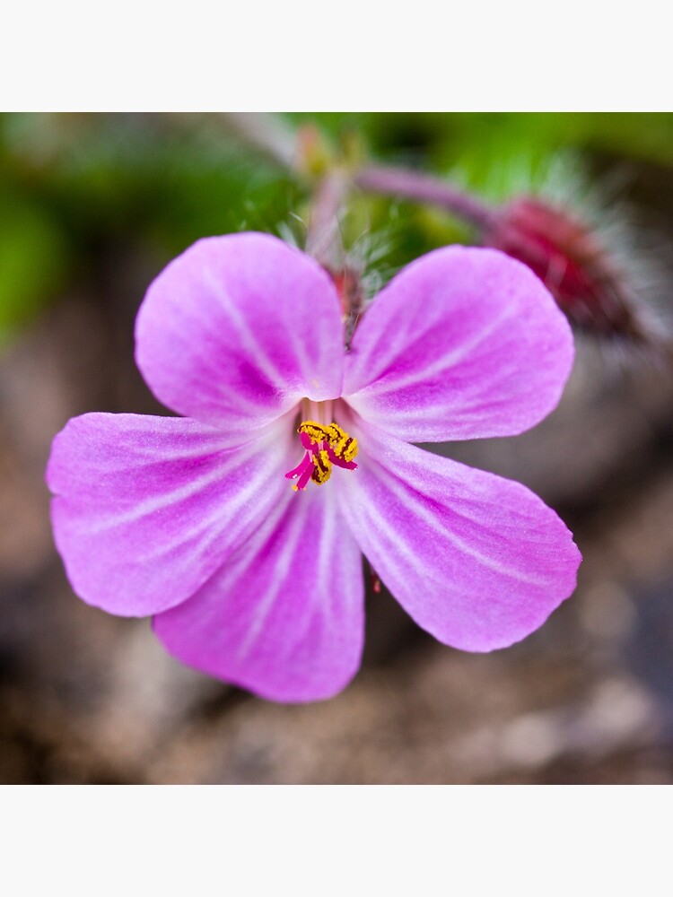Herb Robert (Geranium robertianum) by SteveChilton