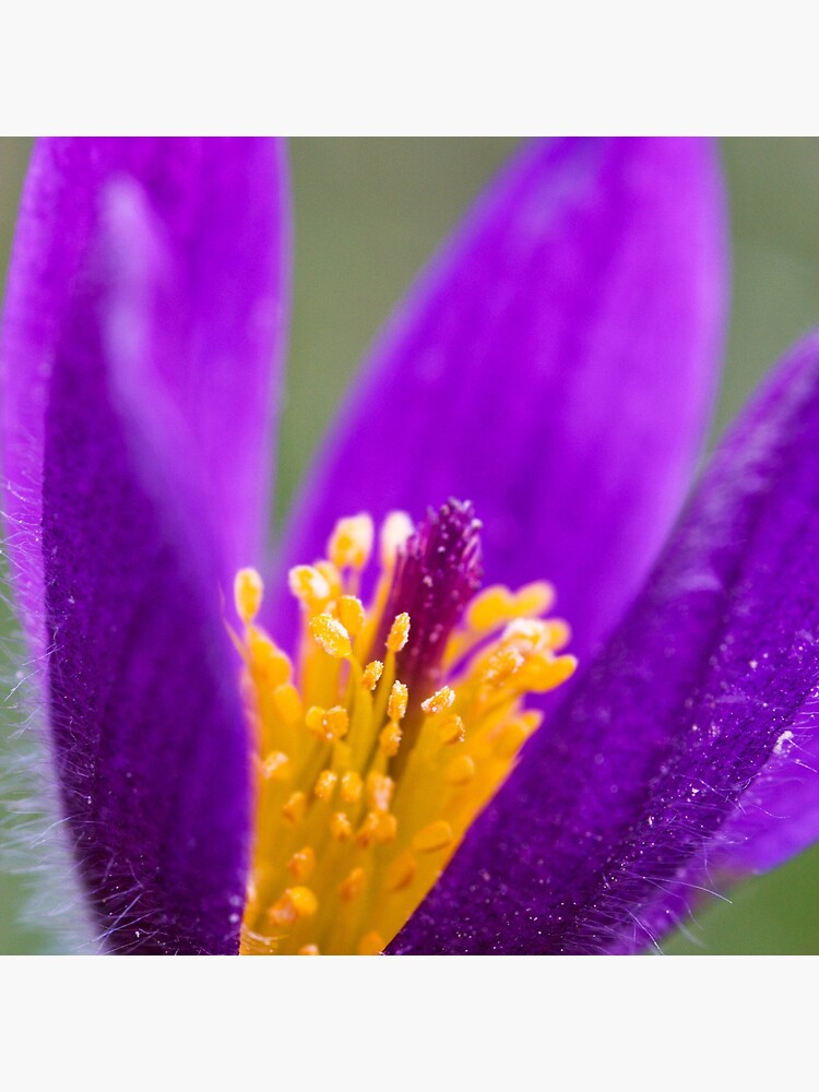 Pasqueflower (Pulsitilla vulgaris) by SteveChilton