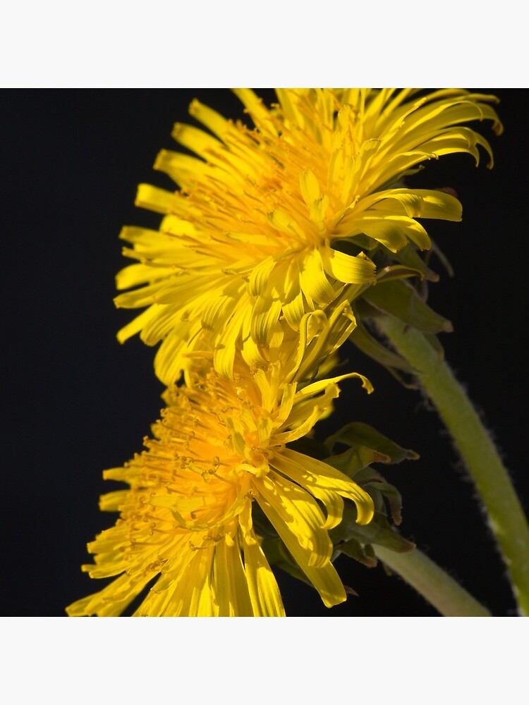 Three Dandelions (Taraxacum officinale) by SteveChilton