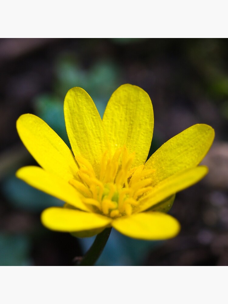 Lesser Celandine (Ranunculus ficaria) by SteveChilton