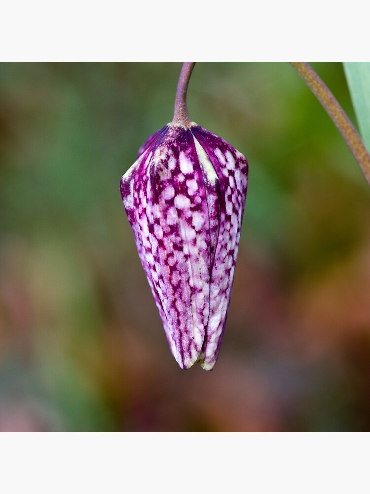 Fritillary (Fritillaria meleagris) by SteveChilton