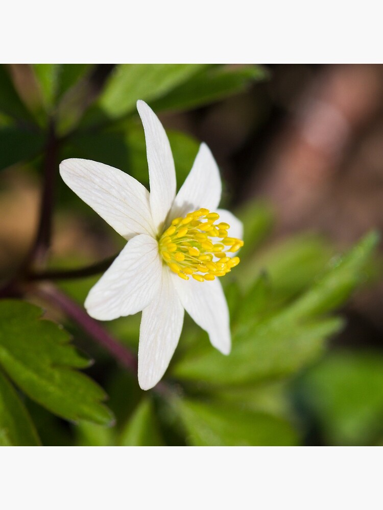 Wood Anemone (Anemone Nemorosa) by SteveChilton