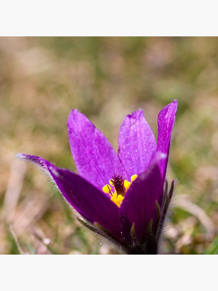 Pasqueflower (Pulsitilla vulgaris) by SteveChilton