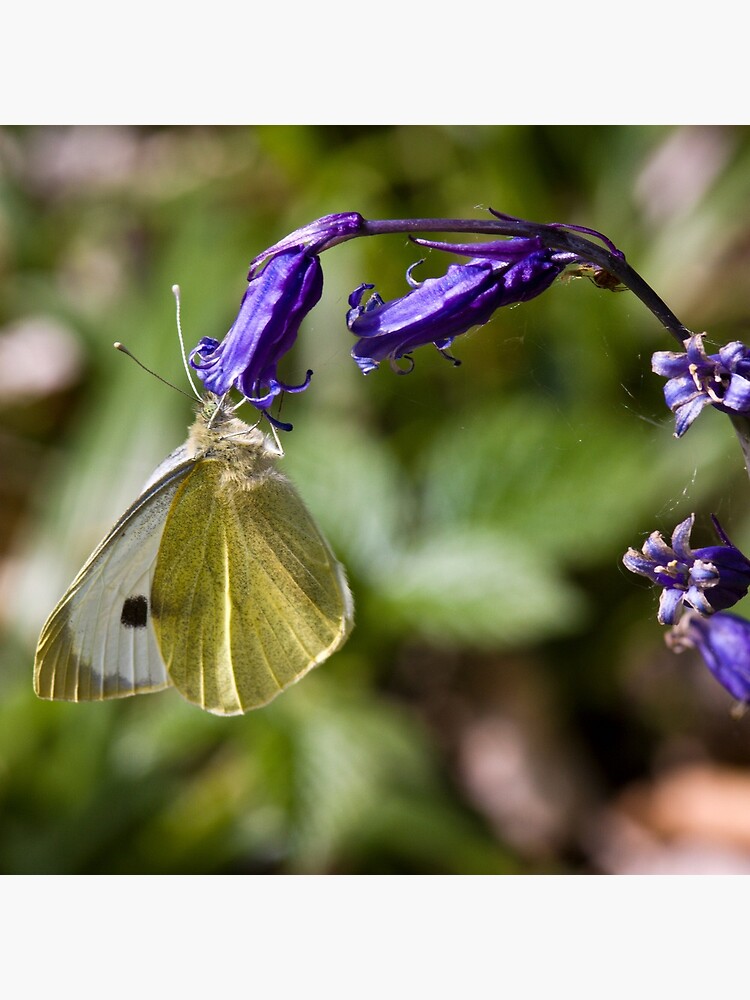 Large White Butterfly (Pieris brassicae) on Bluebell by SteveChilton
