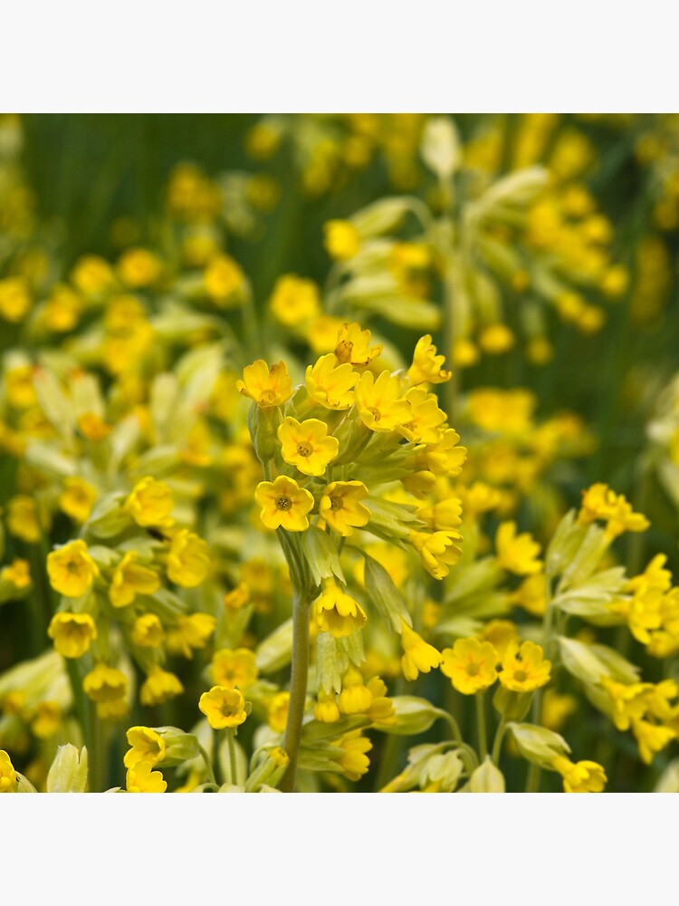 Cowslips (Primula veris) by SteveChilton