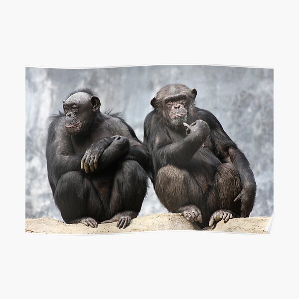 Playmobil 6650 Animaux Zoo Couple de chimpanzés avec leur bébé