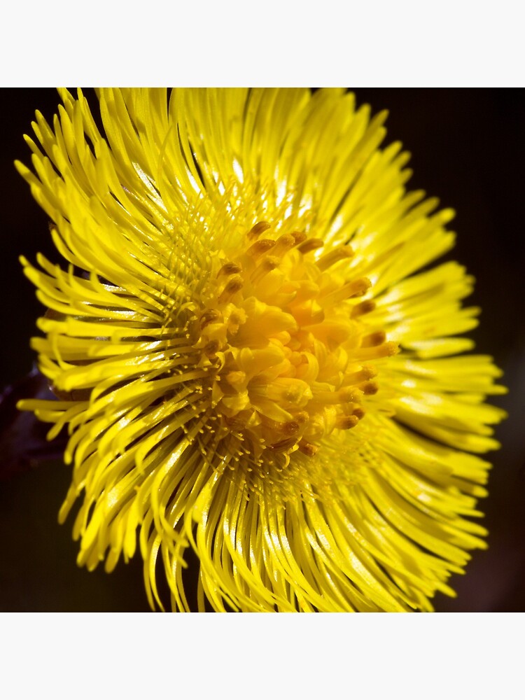 Colt's-foot (Tussilago farfara) by SteveChilton