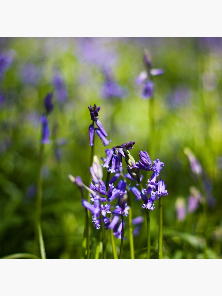 Bluebells (Hyacinthoides non-scripta) by SteveChilton