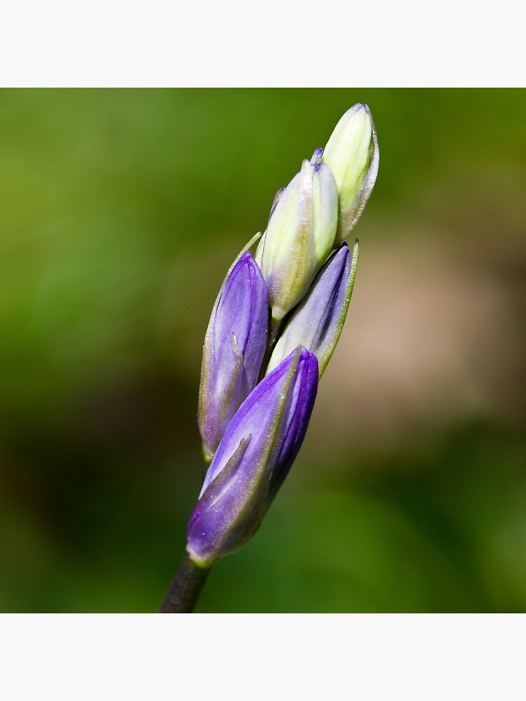 Bluebell Bud (Hyacinthoides non-scripta) by SteveChilton