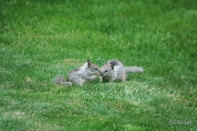 "Baby California ground squirrel (gray diggers)" by SKNickel Redbubble