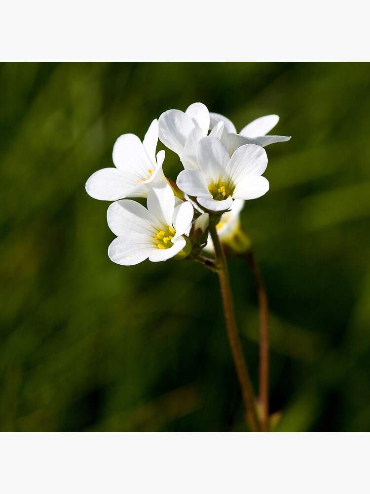 Meadow Saxifrage (Saxifraga granulata) by SteveChilton
