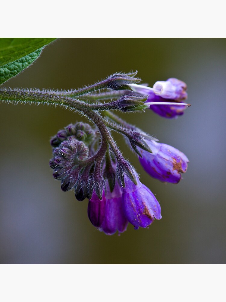 Common Comfrey (Symphytum officinale) by SteveChilton