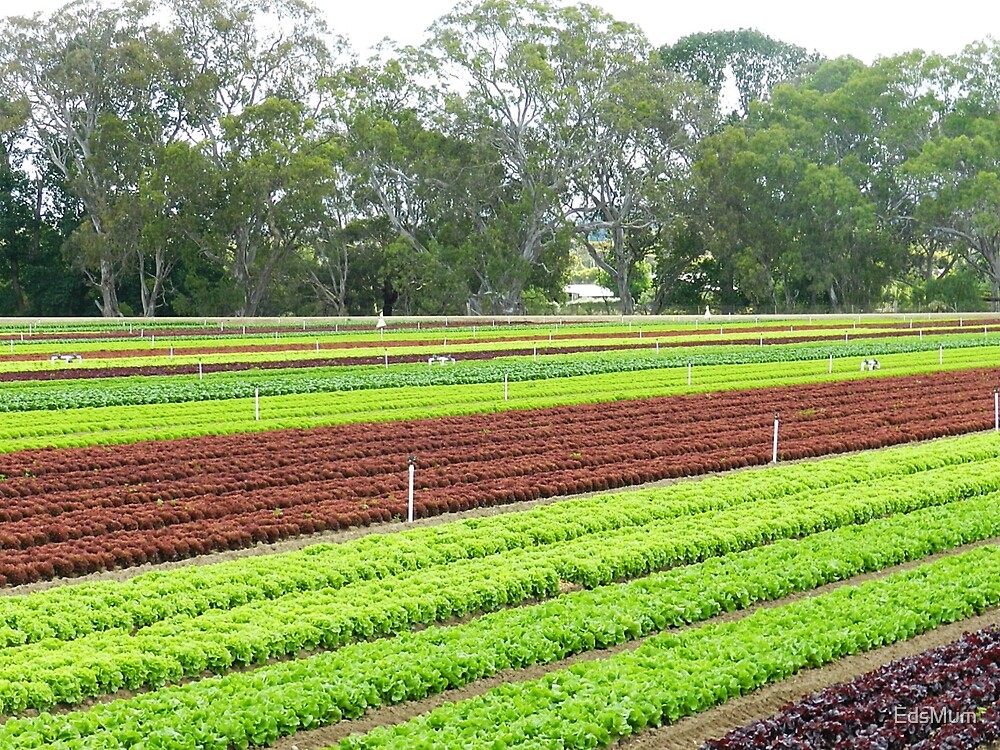 "Market Gardens Bacchus Marsh, Vic." by EdsMum Redbubble