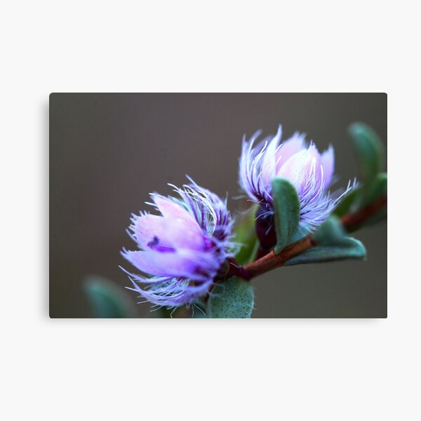 Item preview, Verticordia blepharophylla designed and sold by andrachne.
