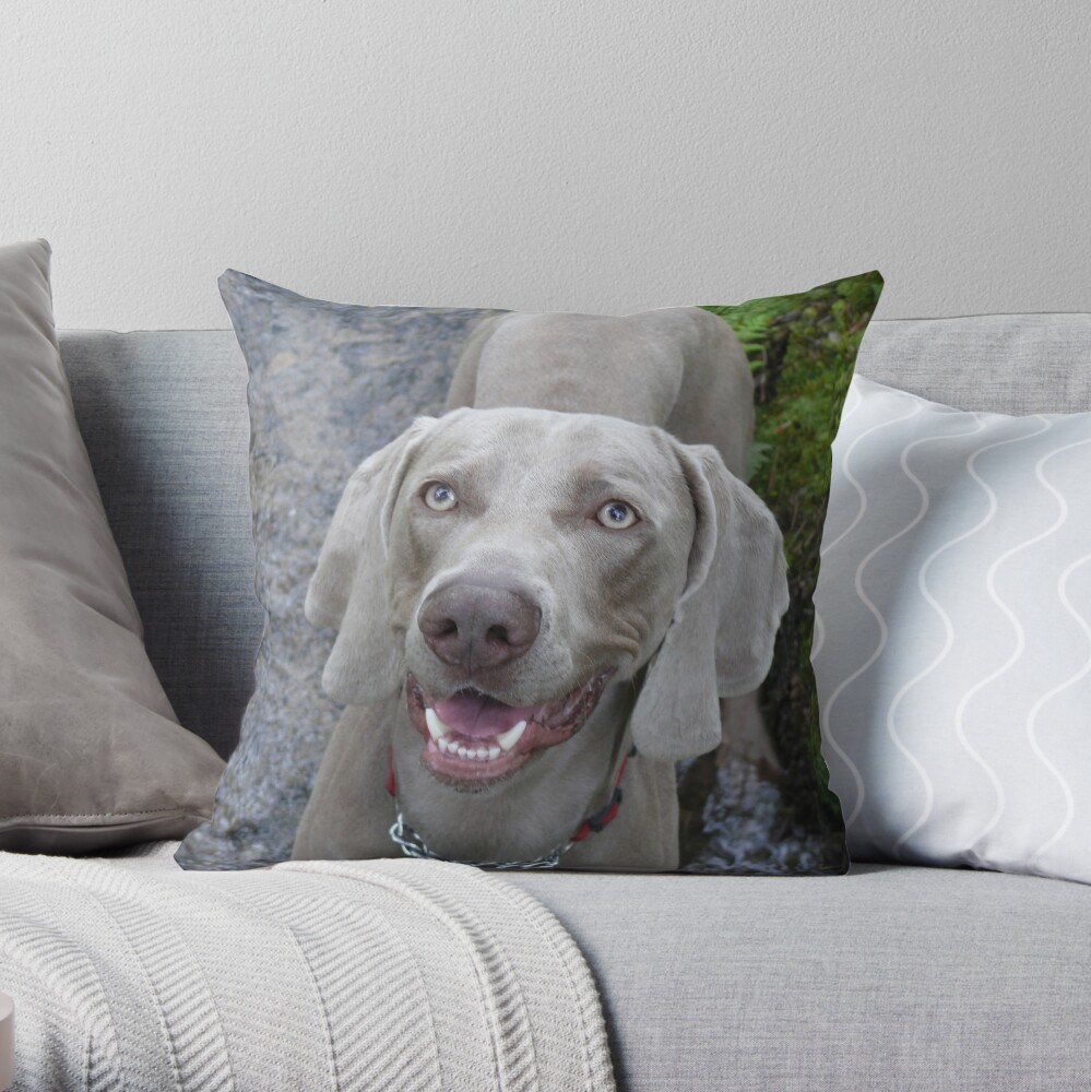 weimaraner pillow