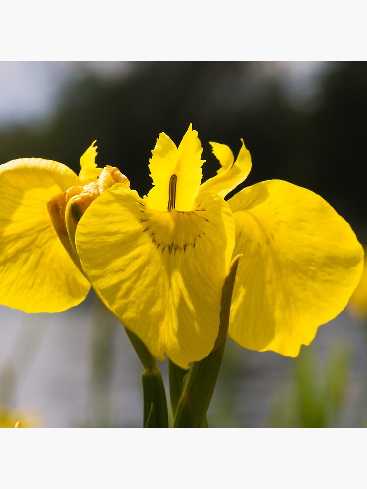 Yellow Iris (Iris pseudacorus) by SteveChilton