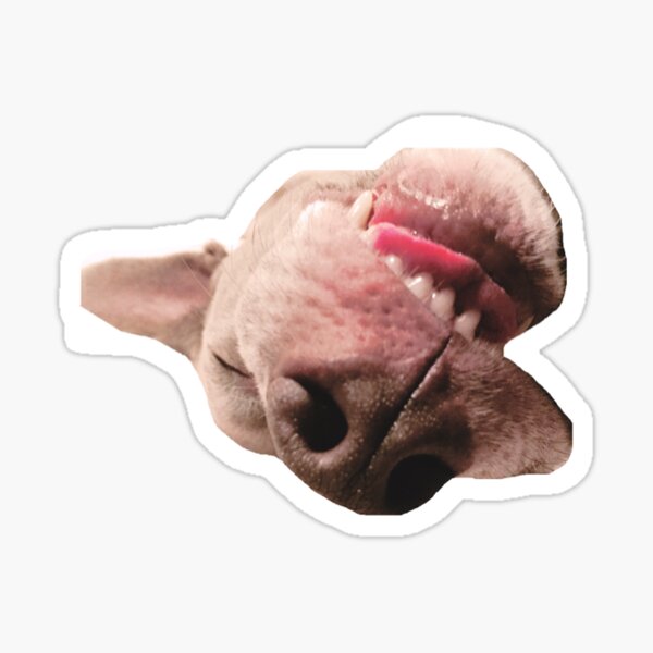 Funny Dog Sticker Sticker