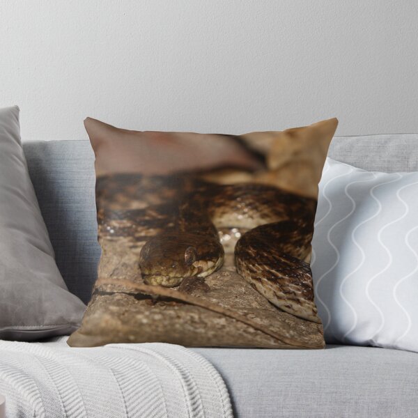 Item preview, Malagasy Cat-eyed Snake ~ Madagascar designed and sold by ChrisCoombes.