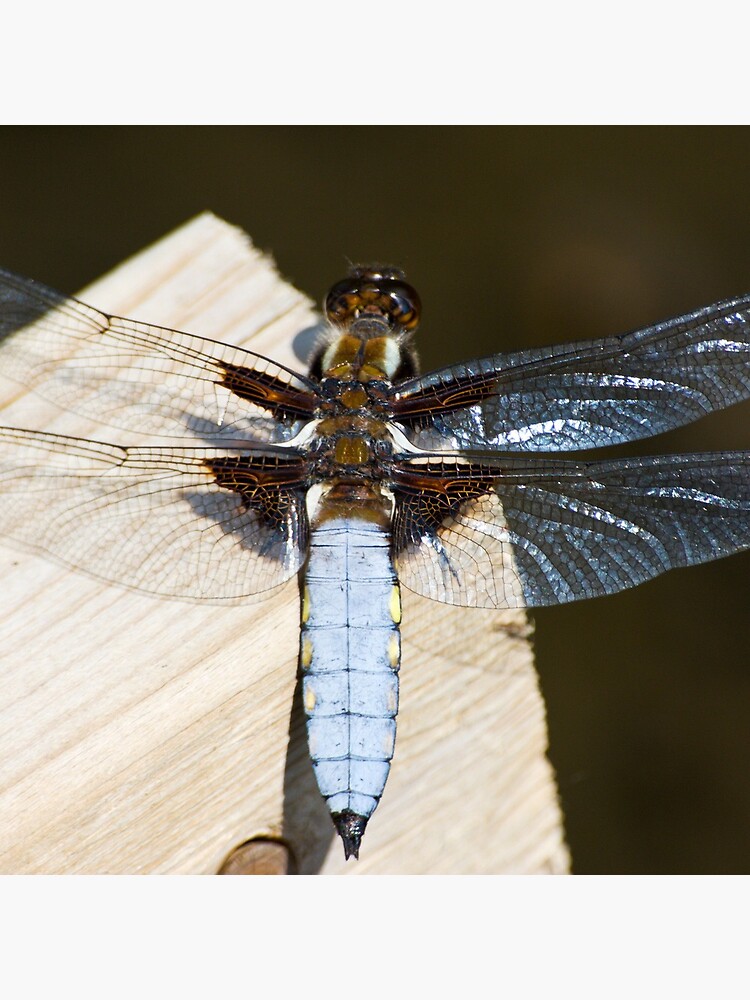 Broad-bodied Chaser (Libellula depressa) by SteveChilton