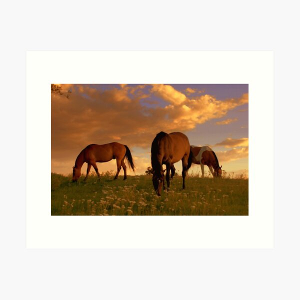 Splendor Of A Summer Evening Art Print