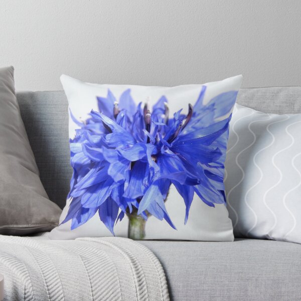 cornflower blue cushions
