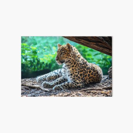 Item preview, Austria. Vienna. Tiergarten Schönbrunn Zoo. Leopard Cub. designed and sold by vadim19.