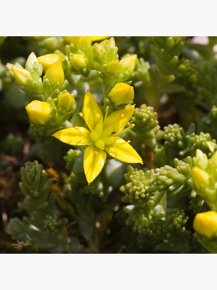 Biting Stonecrop (Sedum acre) by SteveChilton