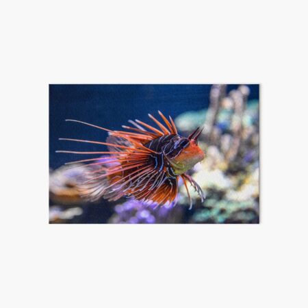 Item preview, Austria. Vienna. Tiergarten Schönbrunn Zoo. Aquarium. Lionfish. designed and sold by vadim19.