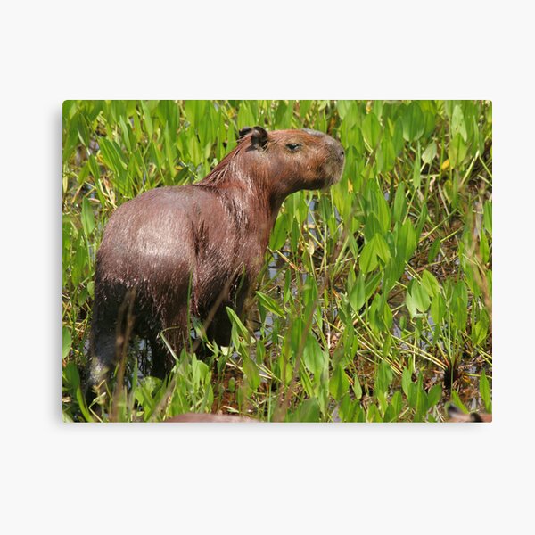 Wet capybara Canvas Print