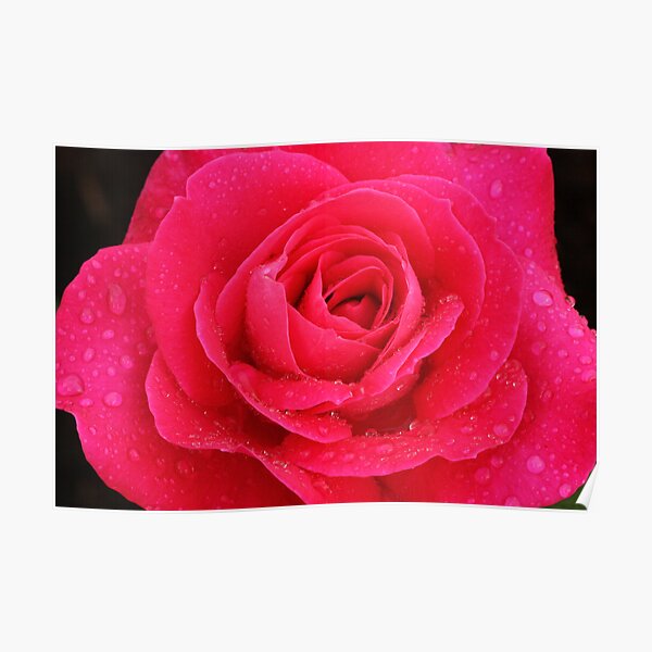 Rose in Rain 006 Poster