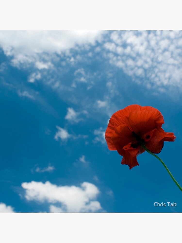 Looking Up by christait