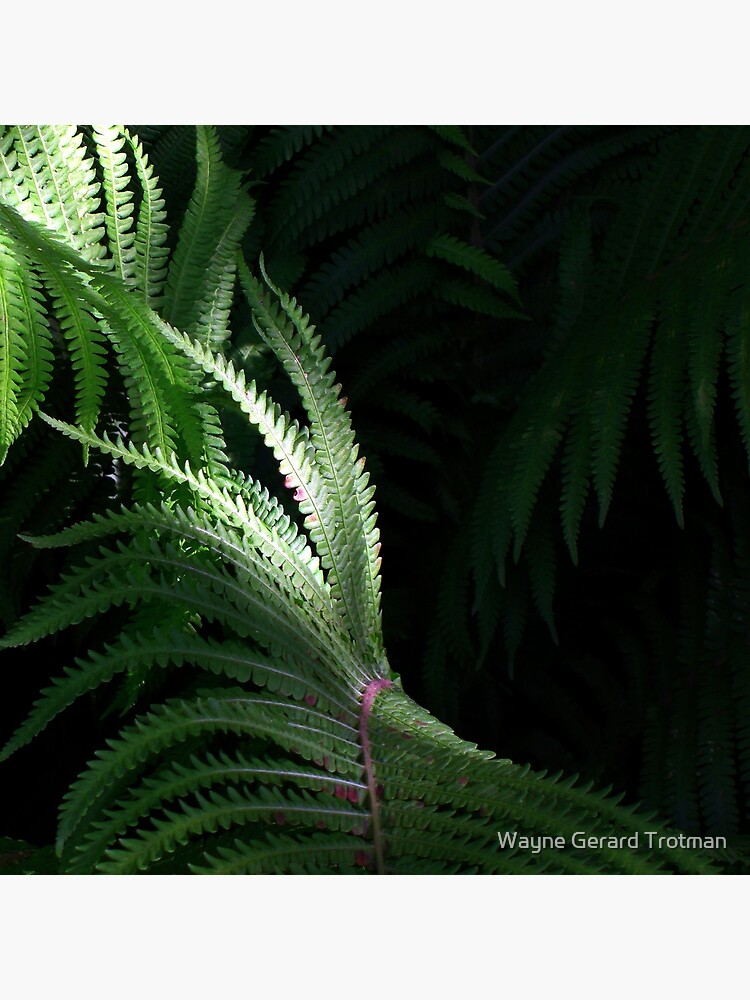 Fern by redmoondragon