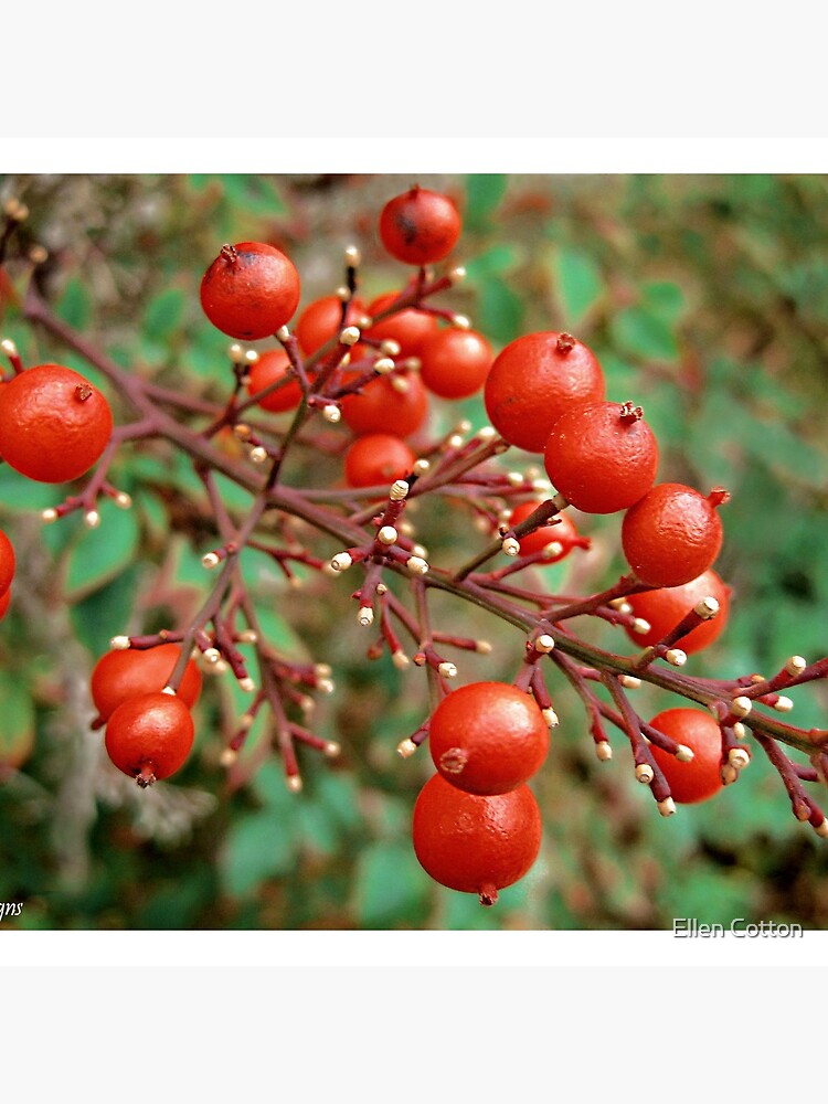 Winter Berries by ellcot