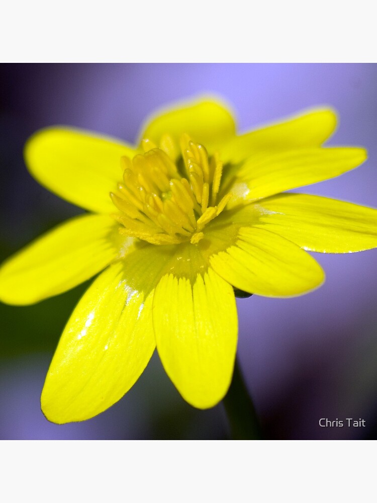 Yellow Celendines by christait
