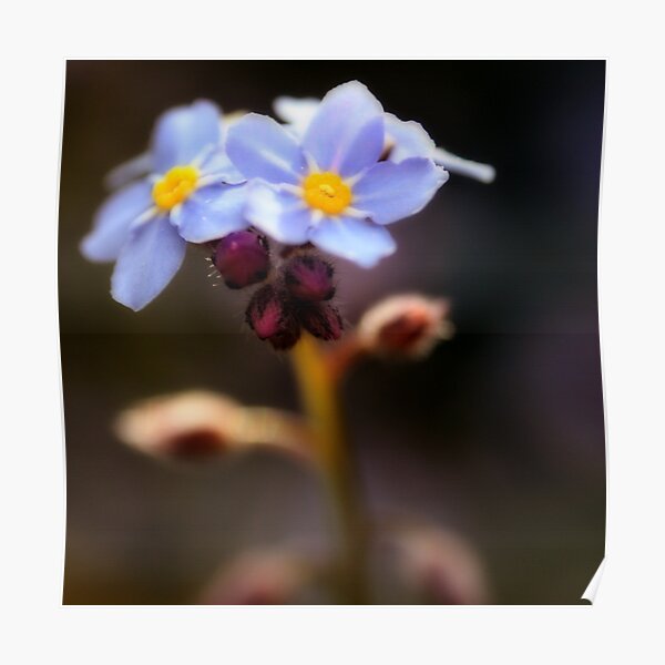 Little Blue Poster