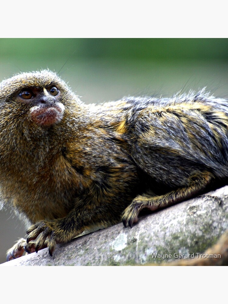 Pygmy Marmoset by redmoondragon