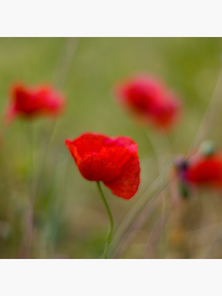 Poppies by SteveChilton